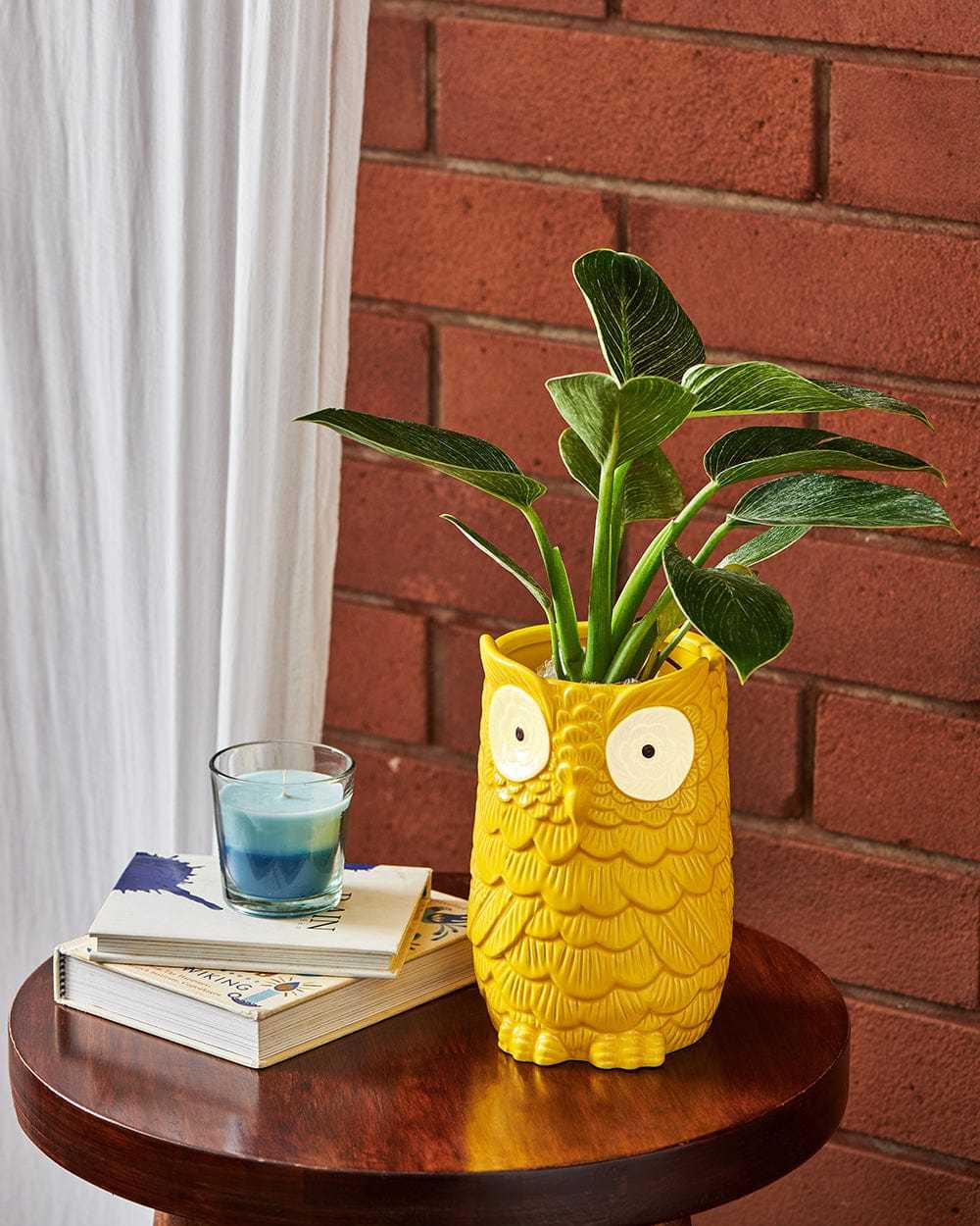 Long Neck Owl